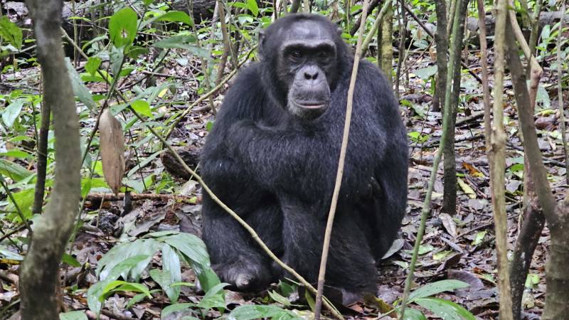 uganda-kibale-national-park-simpanz-2